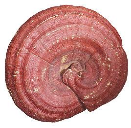 系列首部虚幻5 《魔爪能量越野车摩托赛25》4月10日发售